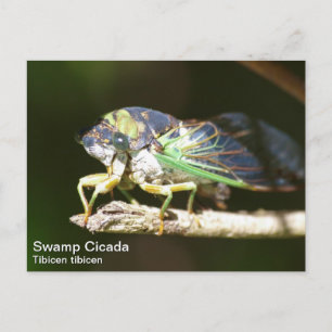 Cartão Postal Swamp Cicada