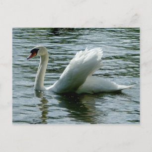 Cartão Postal Swan