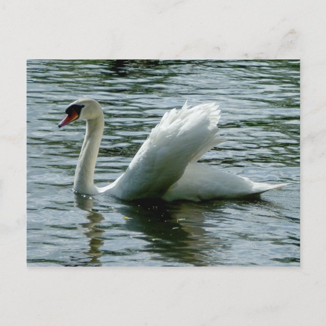 Cartão Postal Swan (Frente)