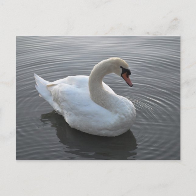 Cartão Postal Swan (Frente)