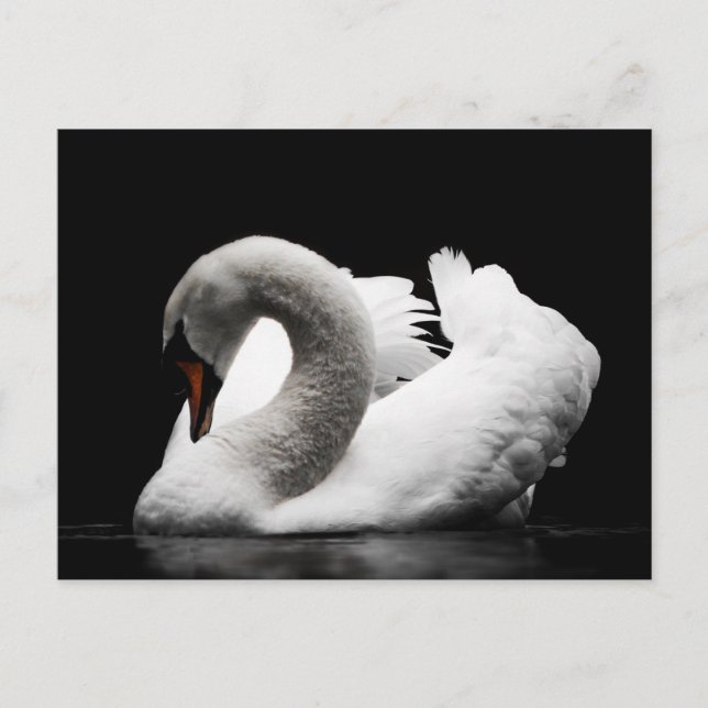 cartão postal swan (Frente)