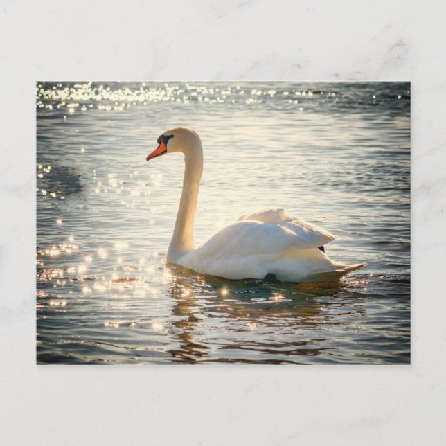 Cartão postal Swan (Frente)