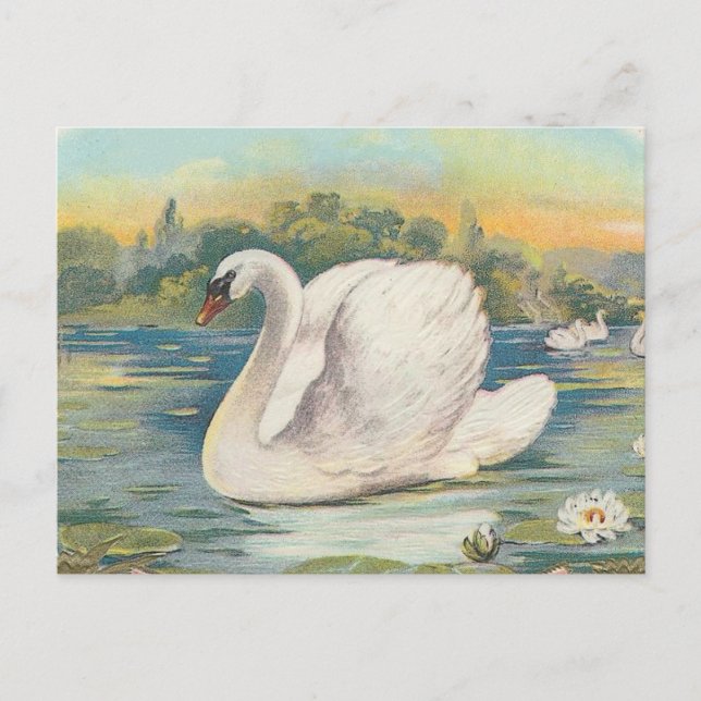 Cartão Postal Swan (Frente)