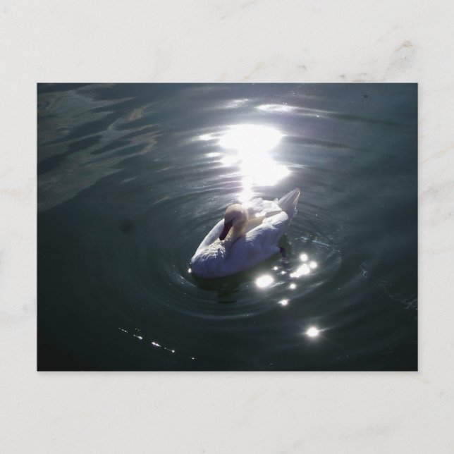 Cartão Postal Swan (Frente)