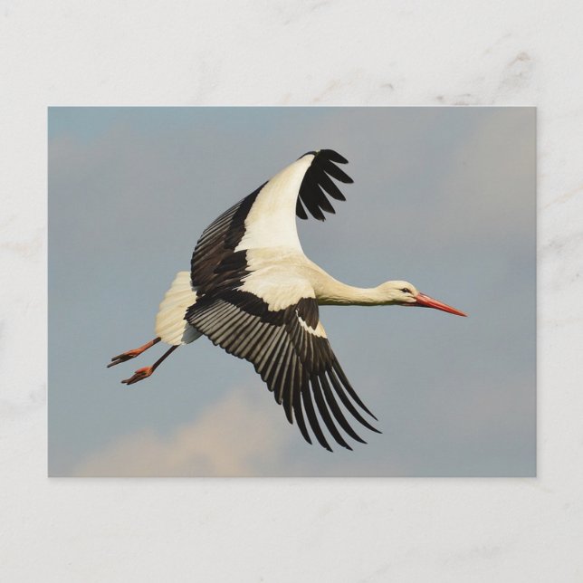 Cartão Postal Swan (Frente)