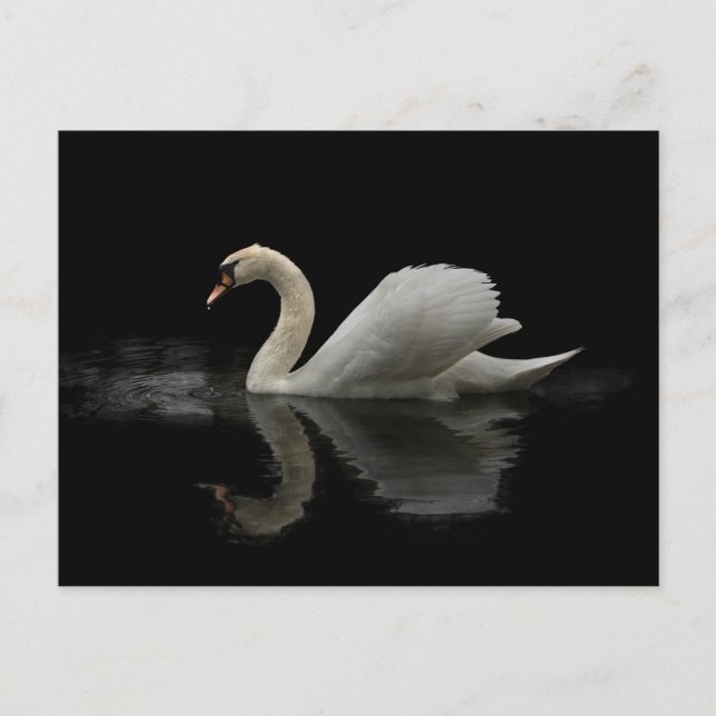Cartão Postal Swan (Frente)