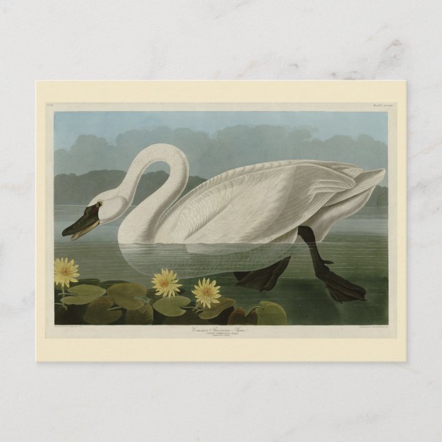 Cartão Postal Swan Americano Comum - Aves da América de Audubon (Frente)