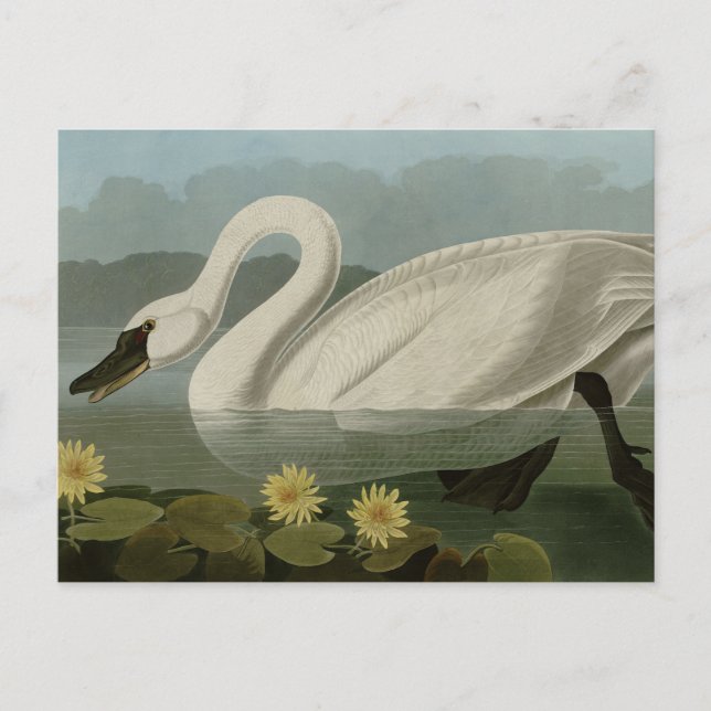 Cartão Postal Swan Americano Comum - Aves da América de Audubon (Frente)