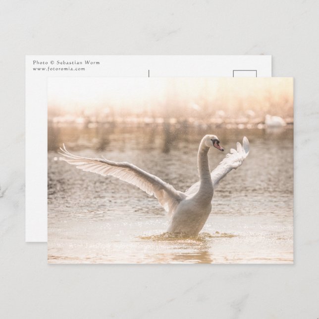 Cartão Postal Swan Branco no Lago Natureza Foto (Frente/Verso)