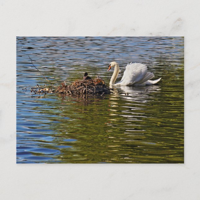 Cartão Postal Swan com o Coot Eurasiano sentado no seu Ninho (Frente)
