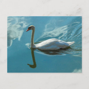 Cartão Postal Swan com Reflexões na Nuvem