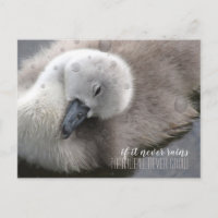 Swan Cygnet no Inspiracional Chuva