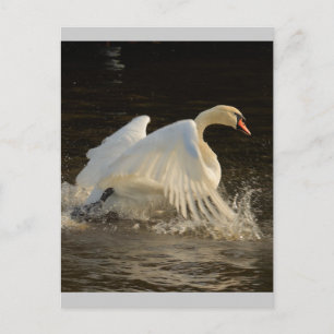 Cartão Postal Swan de ressalto
