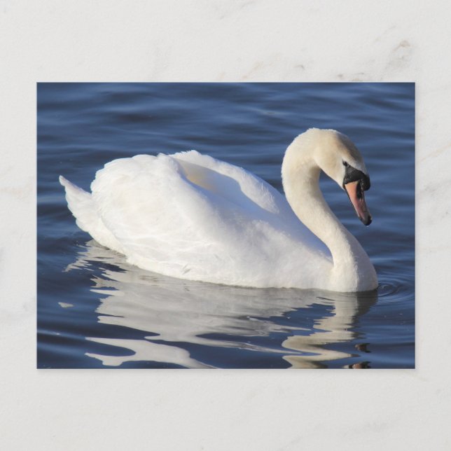 Cartão Postal Swan em um lago (Frente)
