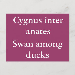 Cartão Postal Swan entre patos - citação latina