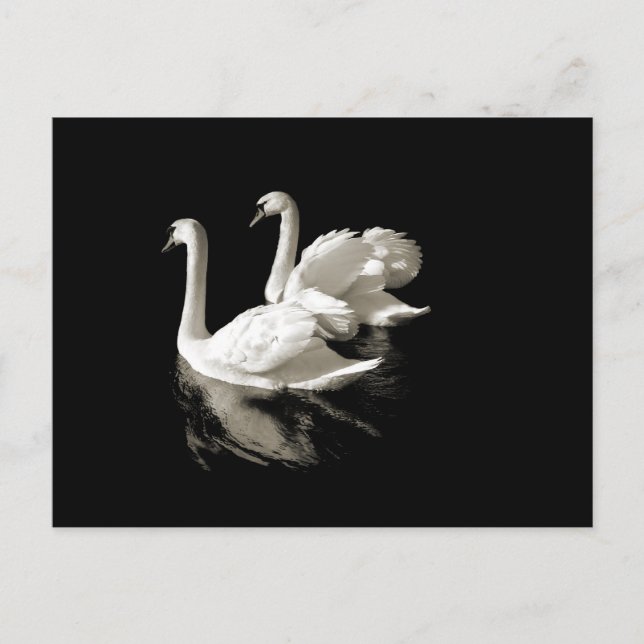 Cartão postal Swan Lake (Frente)