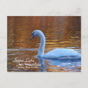 Cartão postal Swan Lake Iris Gardens