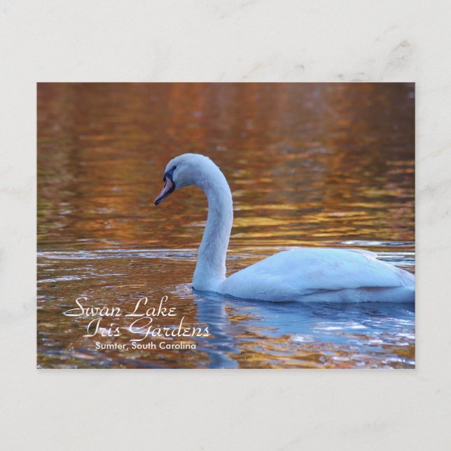 Cartão postal Swan Lake Iris Gardens (Frente)