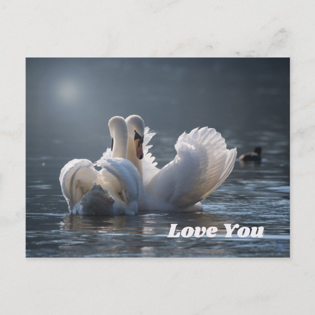Cartão Postal Swan-Love (Frente)