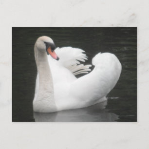 Cartão Postal Swan Natação em Placa de posto