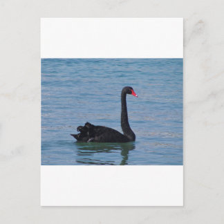 Cartão Postal Swan Negro