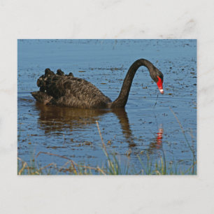 Cartão Postal Swan Negro