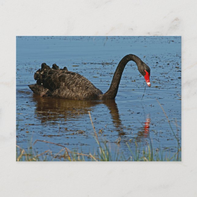 Cartão Postal Swan Negro (Frente)