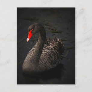 Cartão Postal Swan Negro