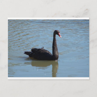 Cartão Postal Swan Negro
