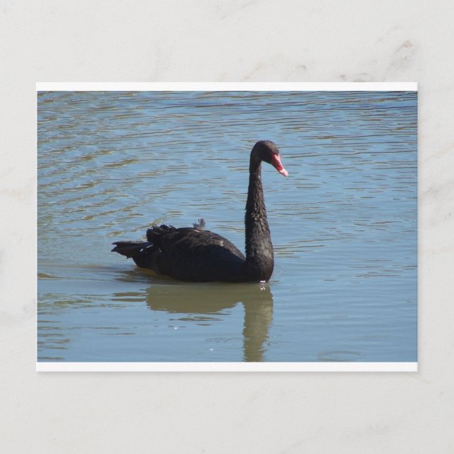 Cartão Postal Swan Negro (Frente)