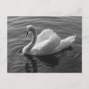 Cartão Postal Swan. Roath Park Lake, Cardiff, Wales B&W