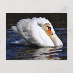 Cartão Postal Swan Sets Sail