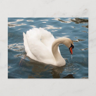 Cartão Postal Swan Song