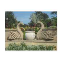 Swans Guardando Hollis Gardens