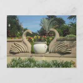 Cartão Postal Swans Guardando Hollis Gardens