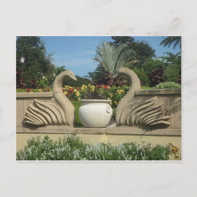 Cartão Postal Swans Guardando Hollis Gardens (Frente)