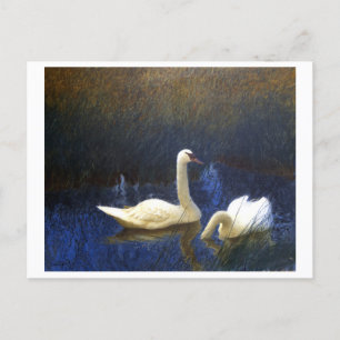 Cartão Postal Swans in Reeds (1907) apresentada por Bruno Liljef