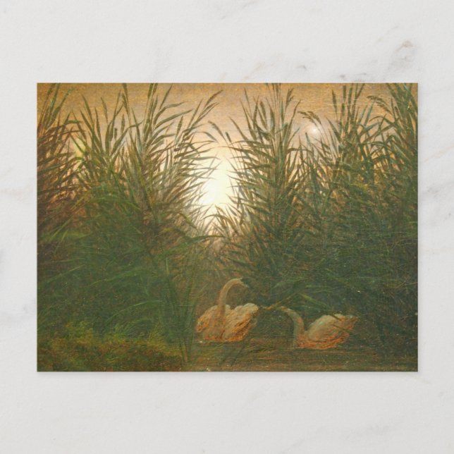 Cartão Postal Swans in the Reeds por Caspar David Friedrich Post (Frente)