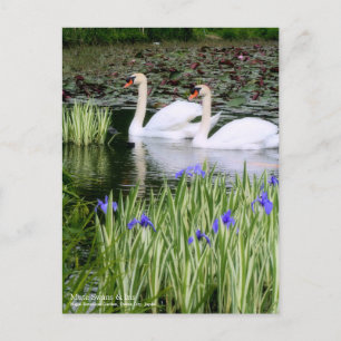 Cartão Postal Swans & Iris de Mudo:Cartão-postal