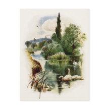 Swans Nadando em Pond