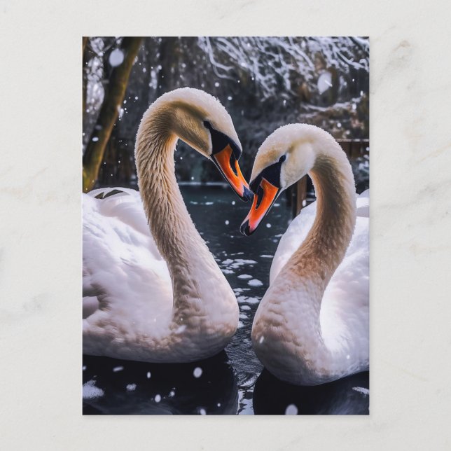 Cartão Postal Swans Românticos em uma Terra Maravilha de inverno (Frente)