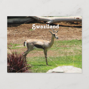 Cartão Postal Swazilândia Gazelle