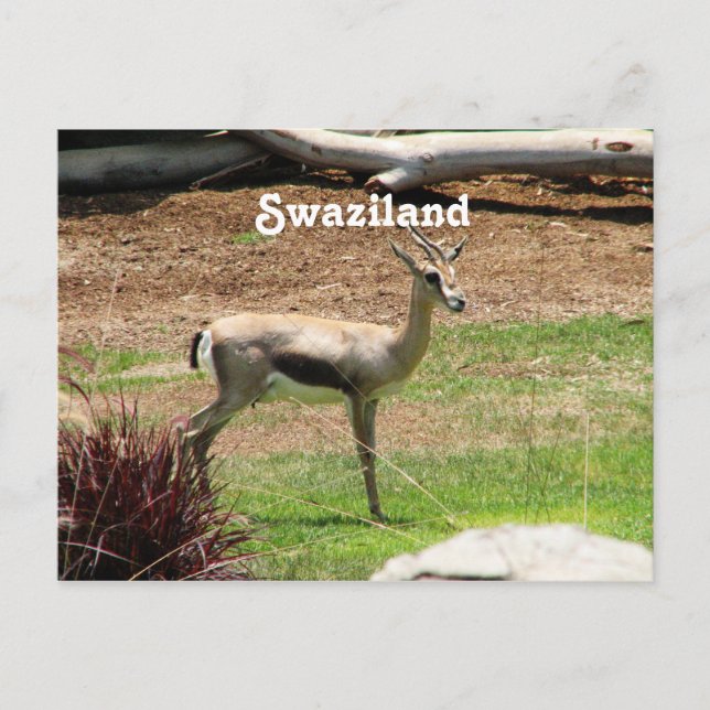 Cartão Postal Swazilândia Gazelle (Frente)