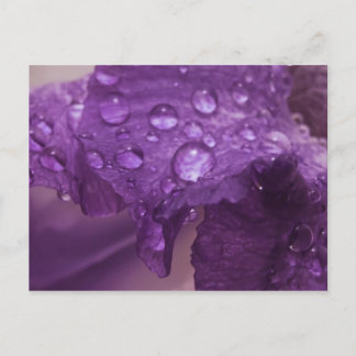 Cartão Postal Sweaty Iris