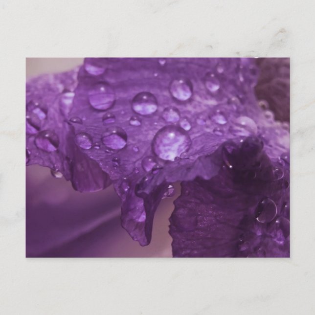 Cartão Postal Sweaty Iris (Frente)