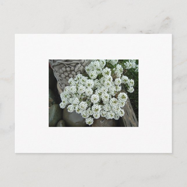 Cartão Postal Sweet Alyssum (Frente)