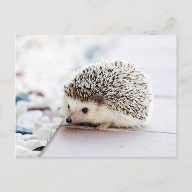 Cartão Postal Sweet Baby Hedgehog (Frente)