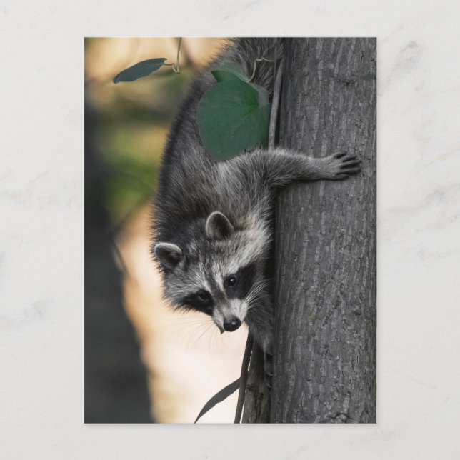 Cartão Postal Sweet Baby Raccoon (Frente)