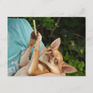 Cartão Postal Sweet Charlie Chihuahua