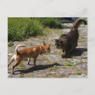 Cartão Postal Sweet Charlie Chihuahua